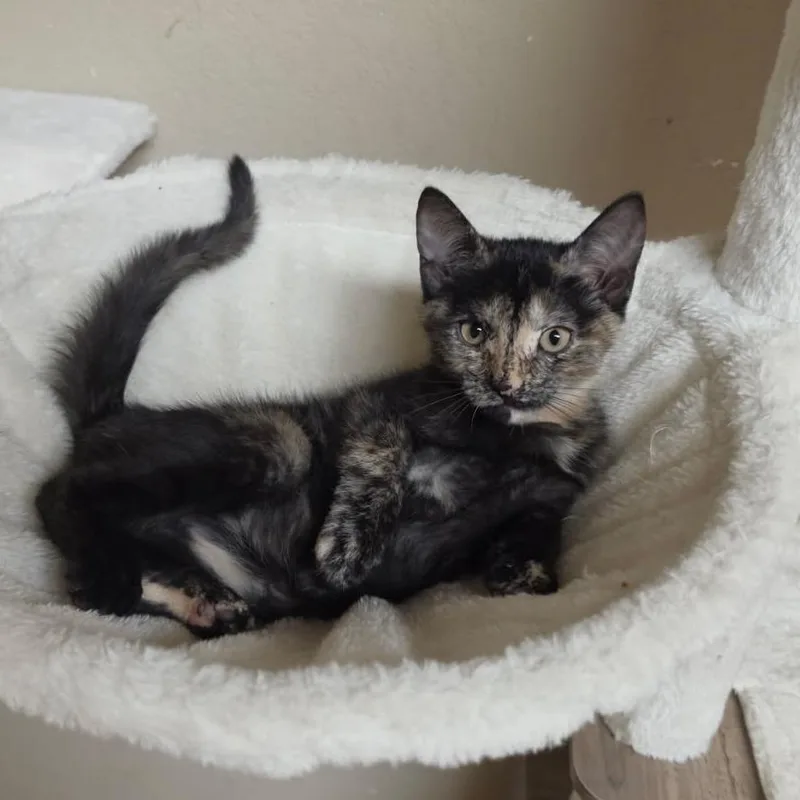 A baby small-sized female Tortoiseshell Domestic Short Hair cat named Phoenix for adoption in Houston, TX