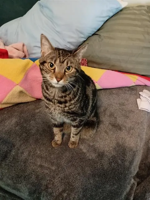 An adult medium-sized female Domestic Short Hair cat named Binky for adoption in Charlotte, NC