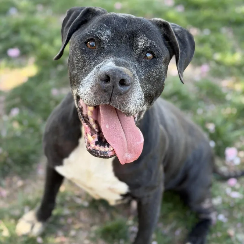 A senior large-sized male Black Pit Bull Terrier dog named Lansing for adoption in Fredericksburg, VA