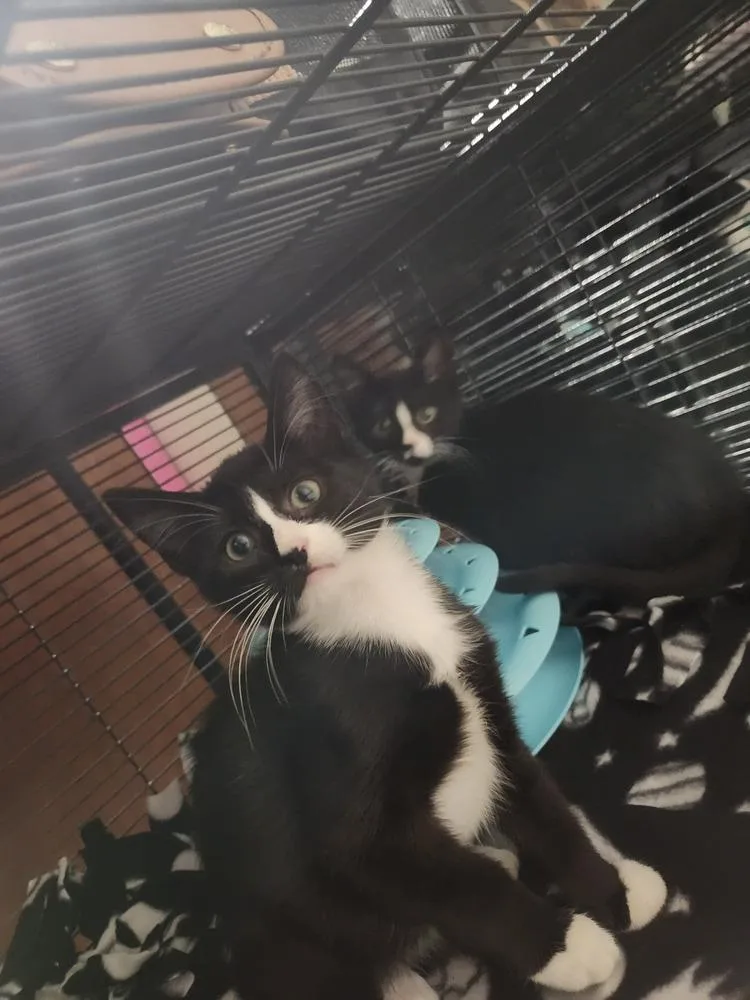 A baby small-sized male Black & White / Tuxedo Domestic Short Hair cat named Mojo for adoption in Virginia Beach, VA