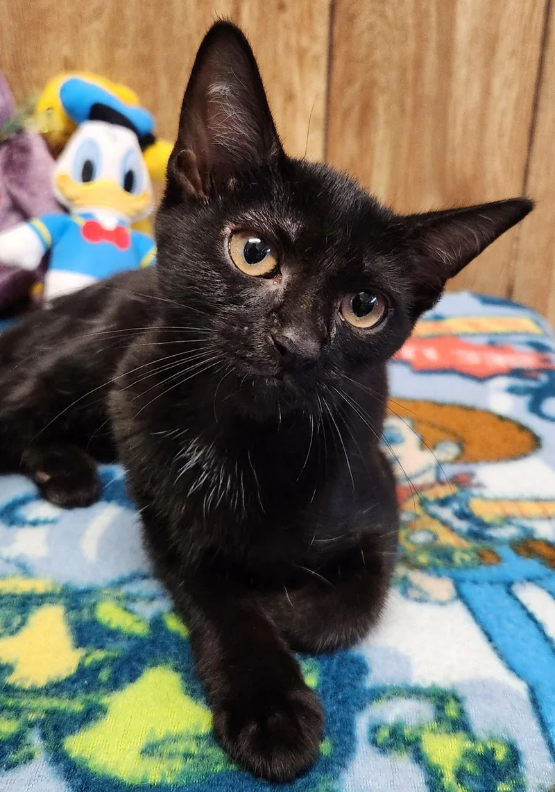 A baby medium-sized female Black Domestic Short Hair cat named Coconut for adoption in Linden, NJ