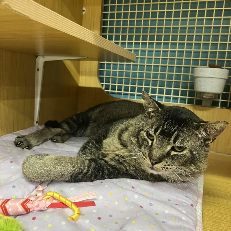 An adult large-sized male Tabby (Brown / Chocolate) Domestic Short Hair cat named Virgil for adoption in Manhattan, KS