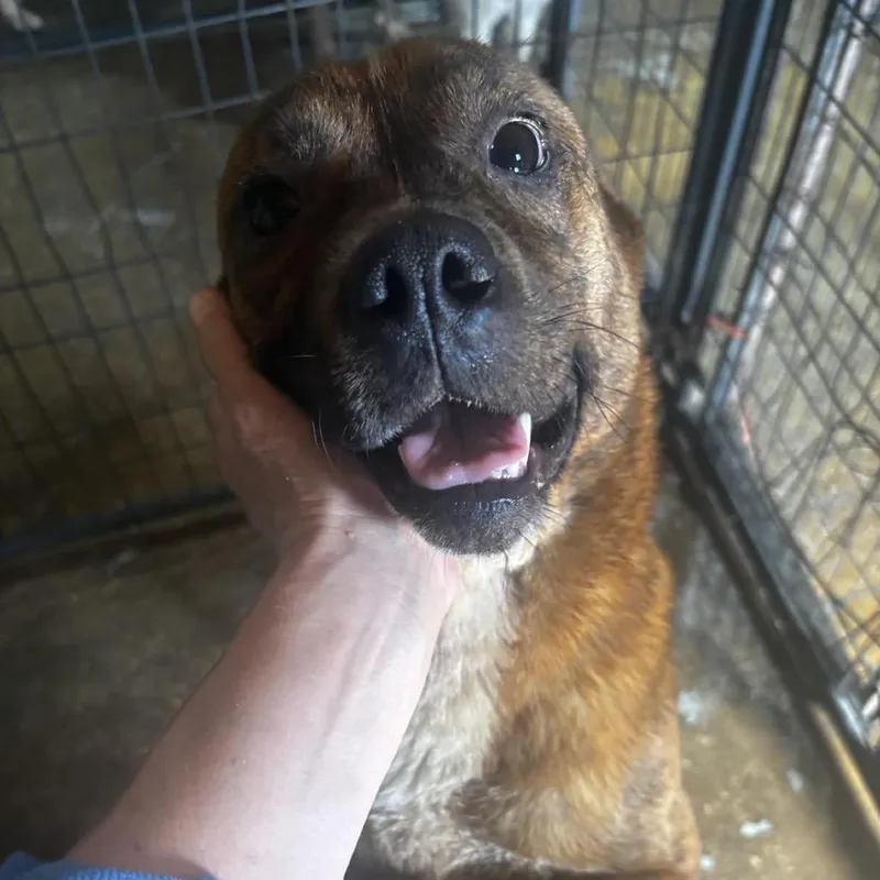 An adult medium-sized female Brindle Black Mouth Cur dog named Thelma for adoption in Anahuac, TX