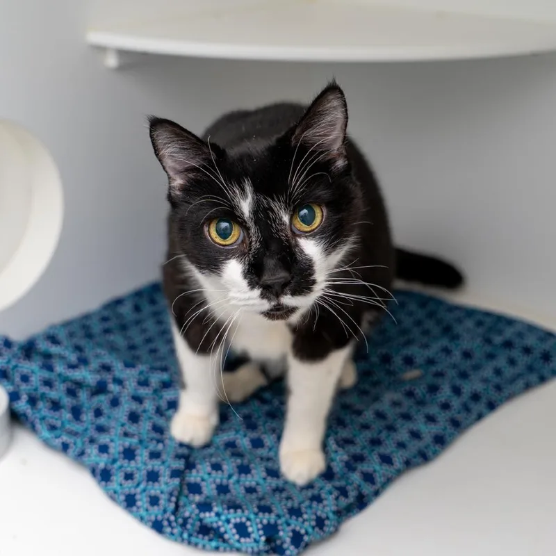 A senior large-sized male Black Domestic Short Hair cat named Andre for adoption in New York, NY