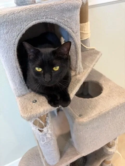 An adult medium-sized female Black Domestic Short Hair cat named Squirt for adoption in Henrietta, TX