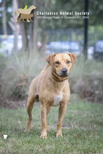 An adult medium-sized male Labrador Retriever dog named A Georgie for adoption in North Charleston, SC