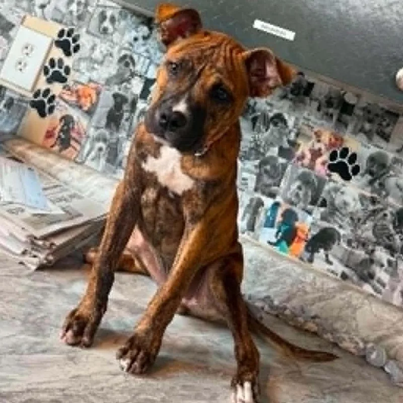 A baby small-sized male Brindle Mixed Breed dog named Brutsky for adoption in Huntington, WV