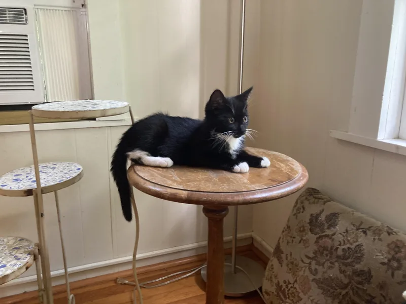 A baby medium-sized male Black & White / Tuxedo Domestic Short Hair cat named Cocomelon for adoption in Hudson, NY