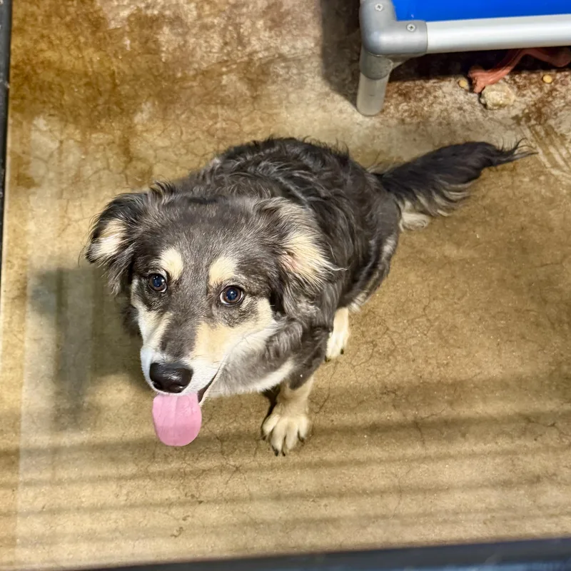 A baby small-sized male Aussiedoodle dog named Pluto for adoption in Gallatin, TN