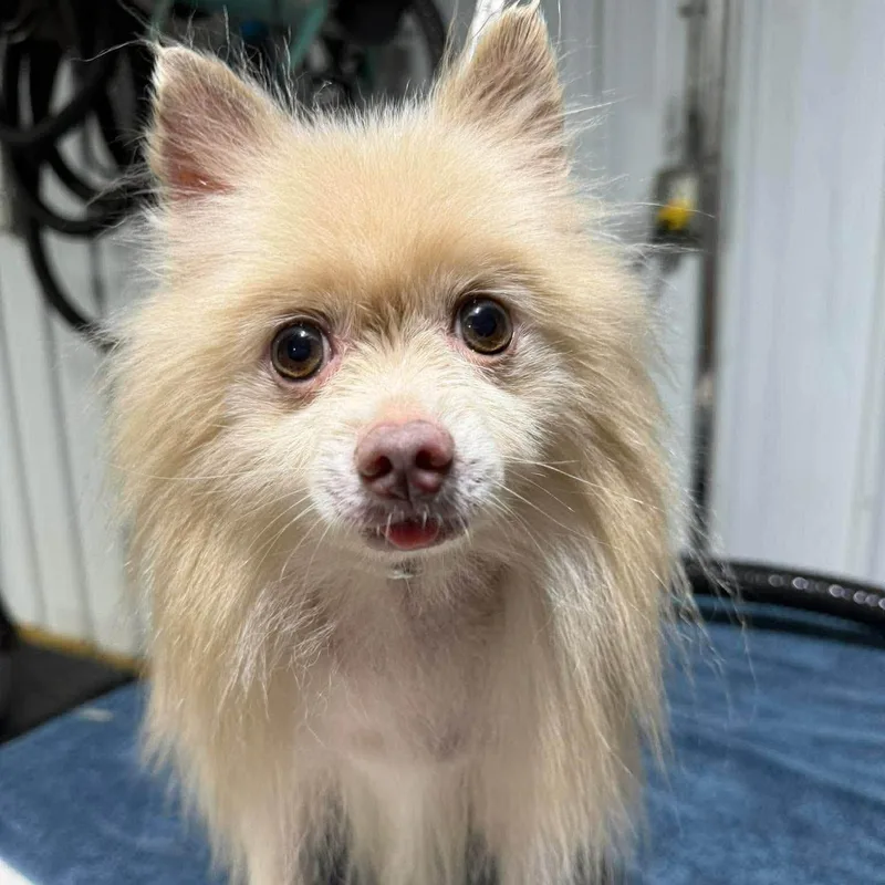 Coco