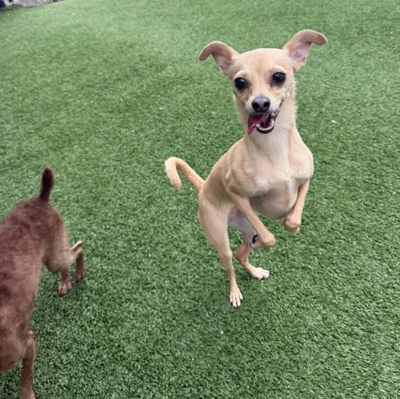 An adult small-sized female Italian Greyhound dog named Stella for adoption in Groton, CT