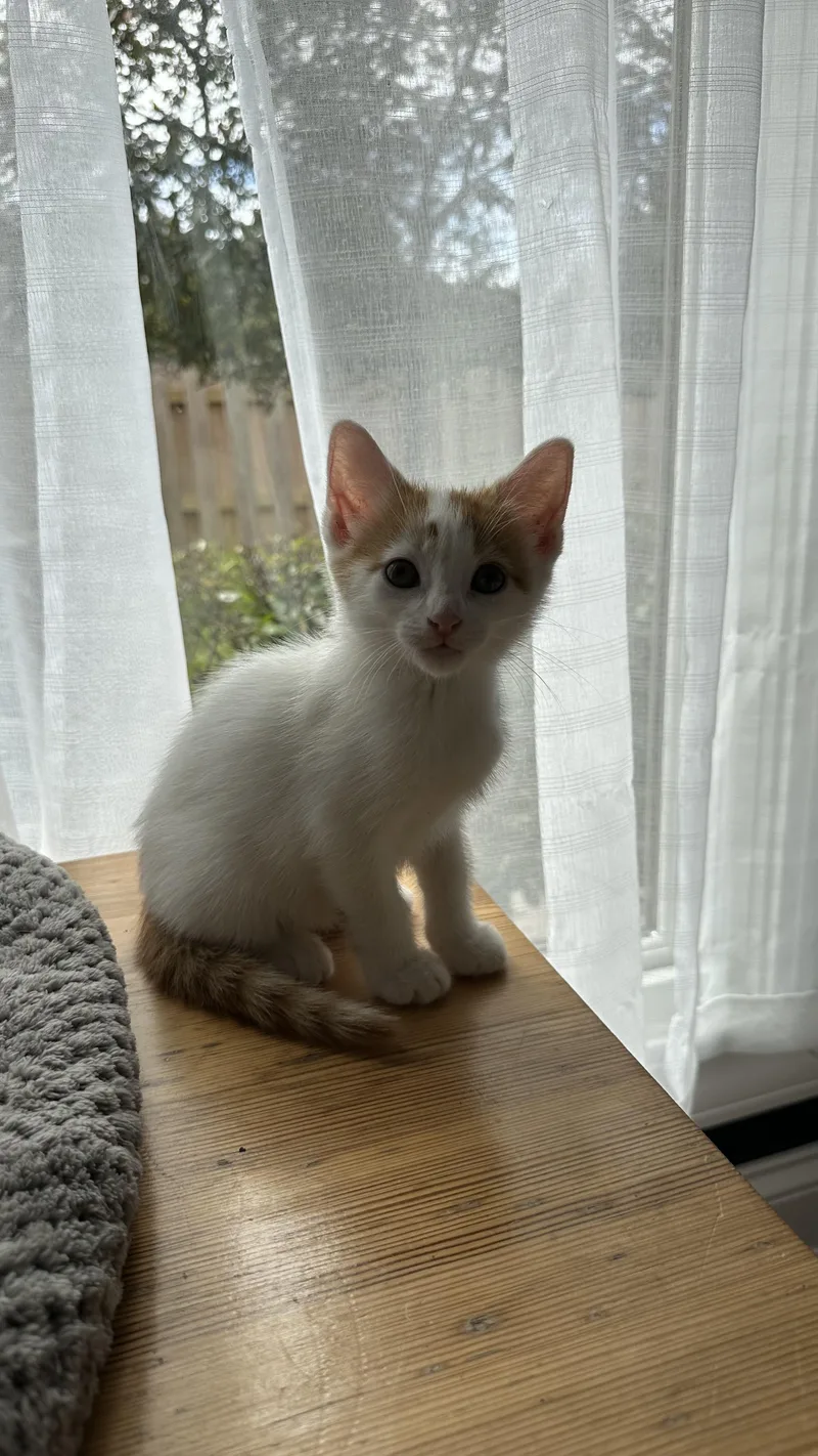 A baby medium-sized male Domestic Short Hair cat named Turkey Leg for adoption in Crystal Lake, IL