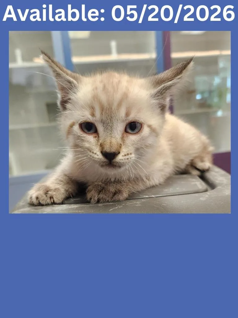 A baby medium-sized male Domestic Short Hair cat named Cat Condo for adoption in Greenville, TX