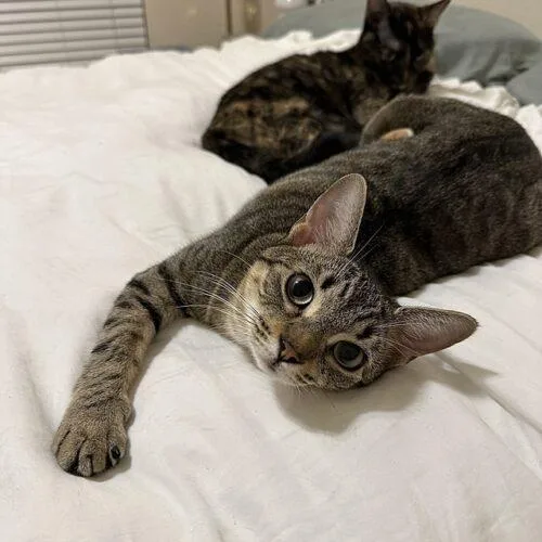A young medium-sized female Tabby (Gray / Blue / Silver) Domestic Short Hair cat named Lexi for adoption in Tampa, FL