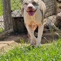 A young medium-sized female Pit Bull Terrier dog named Dolly for adoption in Humble, TX
