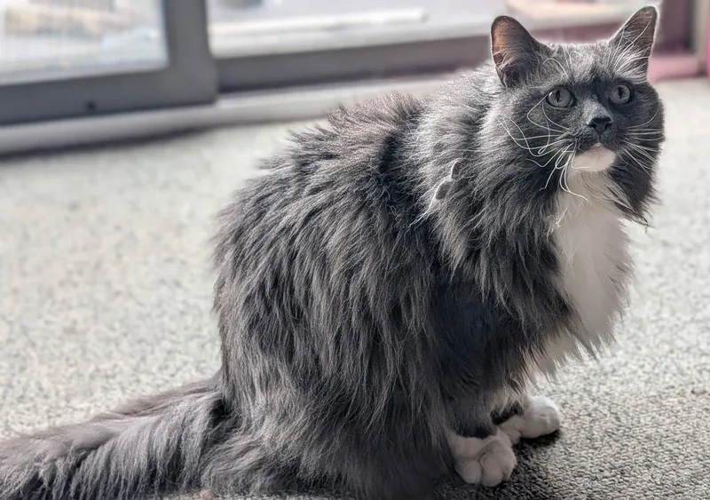 A senior large-sized female Maine Coon cat named Ruby Sparkles Courtesy Listing for adoption in Absecon, NJ