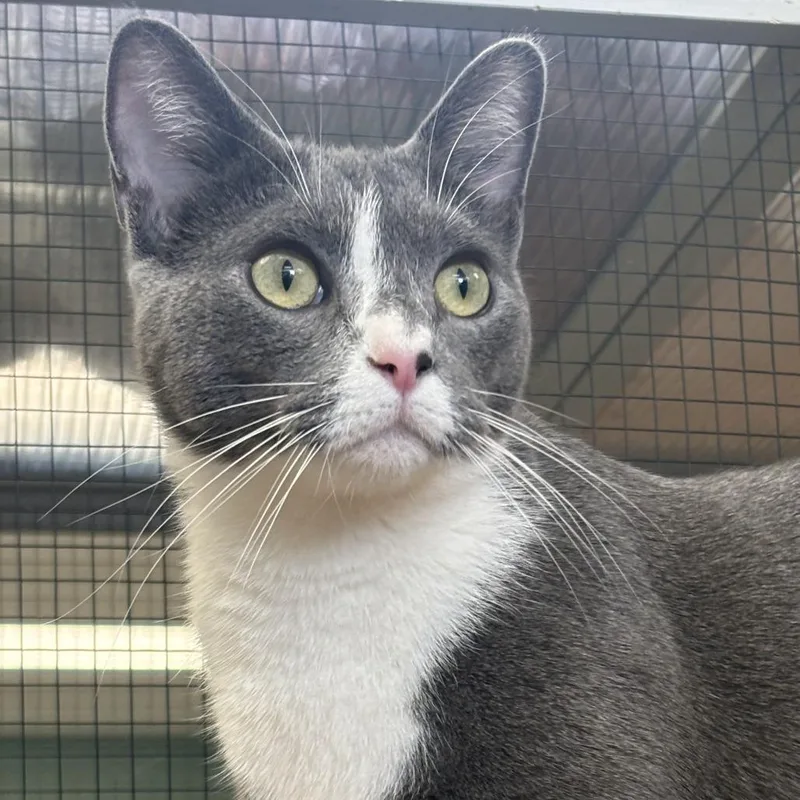 A young large-sized female Gray / Blue / Silver Domestic Short Hair cat named Stella for adoption in Kennett Square, PA