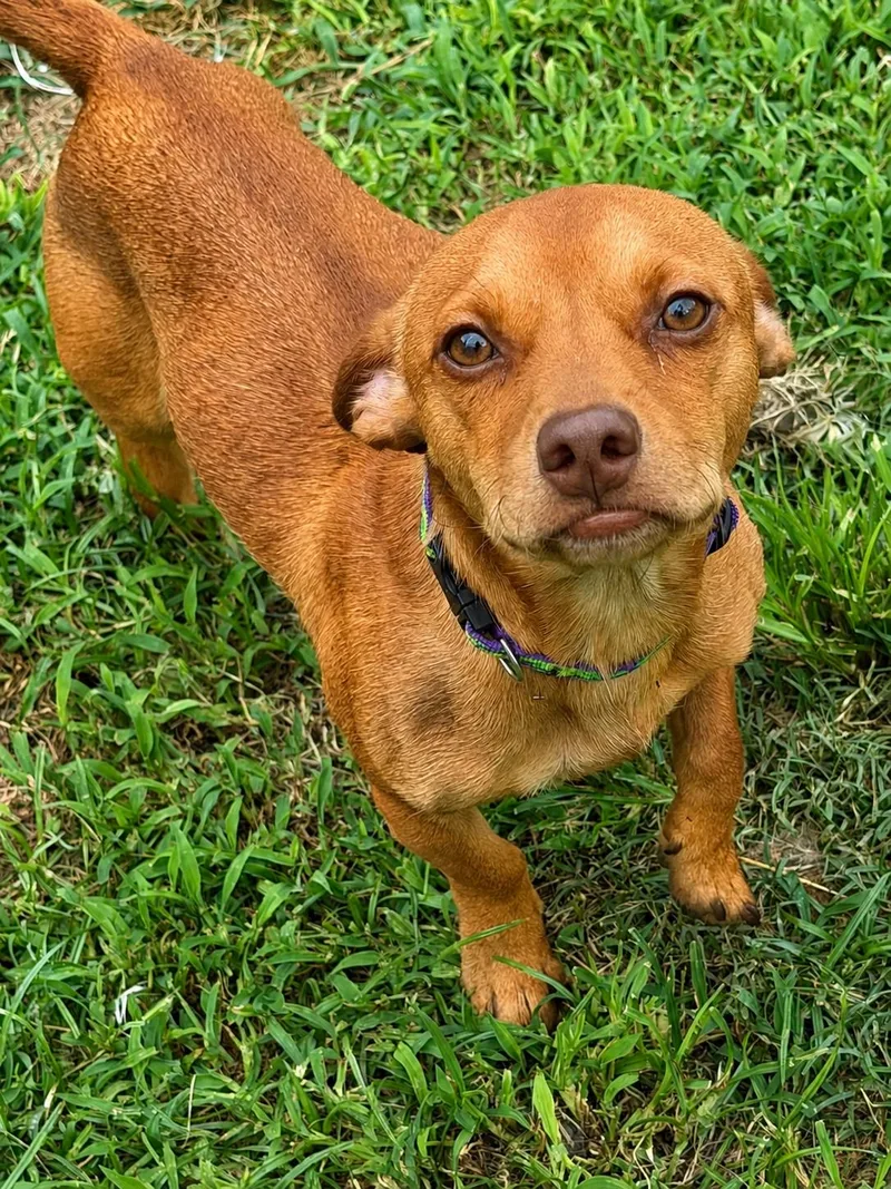 A young small-sized male Chiweenie dog named Doug for adoption in Douglas, GA
