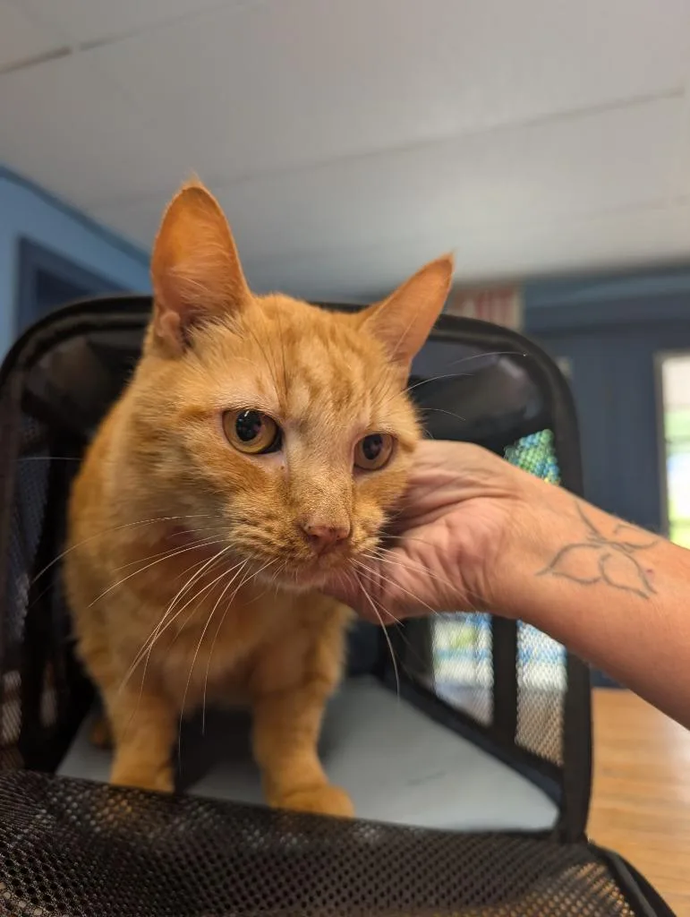 Cheeto