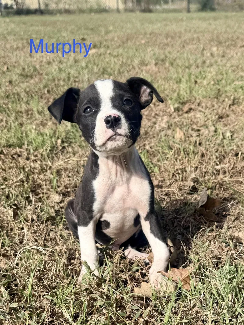 Murphy thumbnail 2