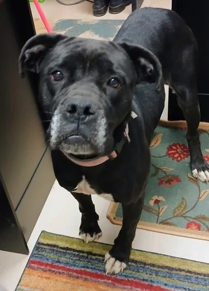A senior large-sized female Mixed Breed dog named Queen for adoption in Cincinnati, OH