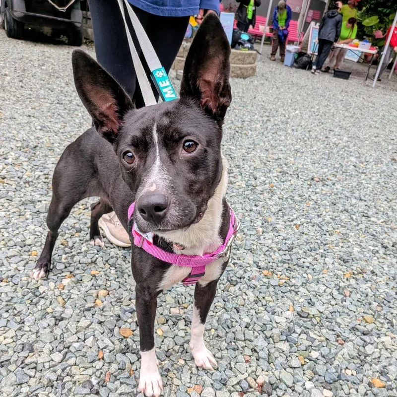 An adult medium-sized female Black Feist dog named Cannoli for adoption in Wake Forest, NC