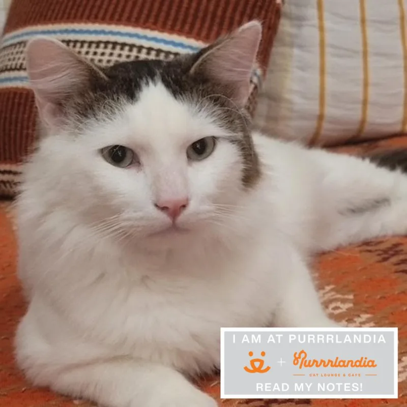 An adult large-sized male Domestic Short Hair cat named Oreo for adoption in Los Angeles, CA