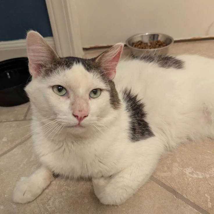Oreo thumbnail 2