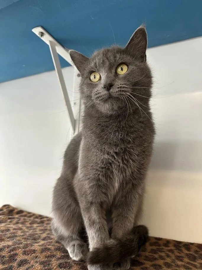 An adult medium-sized female Gray / Blue / Silver Domestic Short Hair cat named El Gato for adoption in Winona, MN