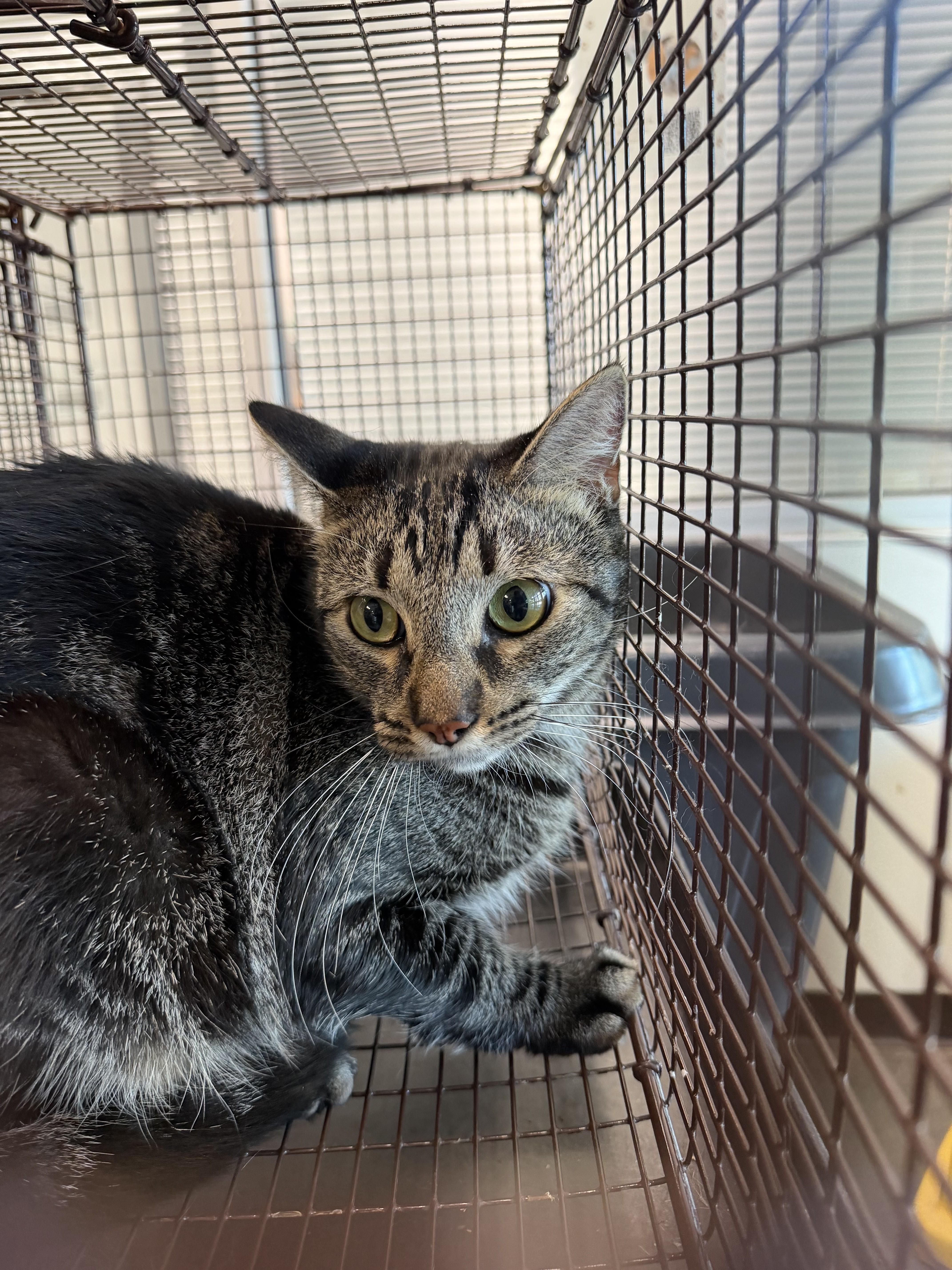 A young medium-sized male Domestic Short Hair cat named Church for adoption in Chatsworth, CA
