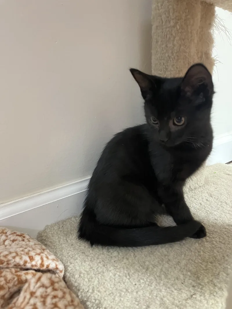 A baby medium-sized female Black Domestic Short Hair cat named Guanine for adoption in Haddon Heights, NJ