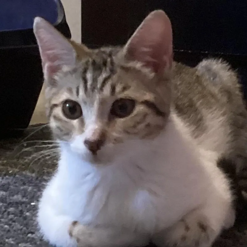 A baby small-sized female White Domestic Short Hair cat named Foxy for adoption in Fresno, CA