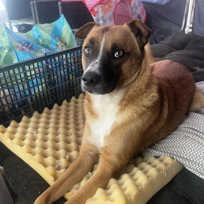 Chalupa