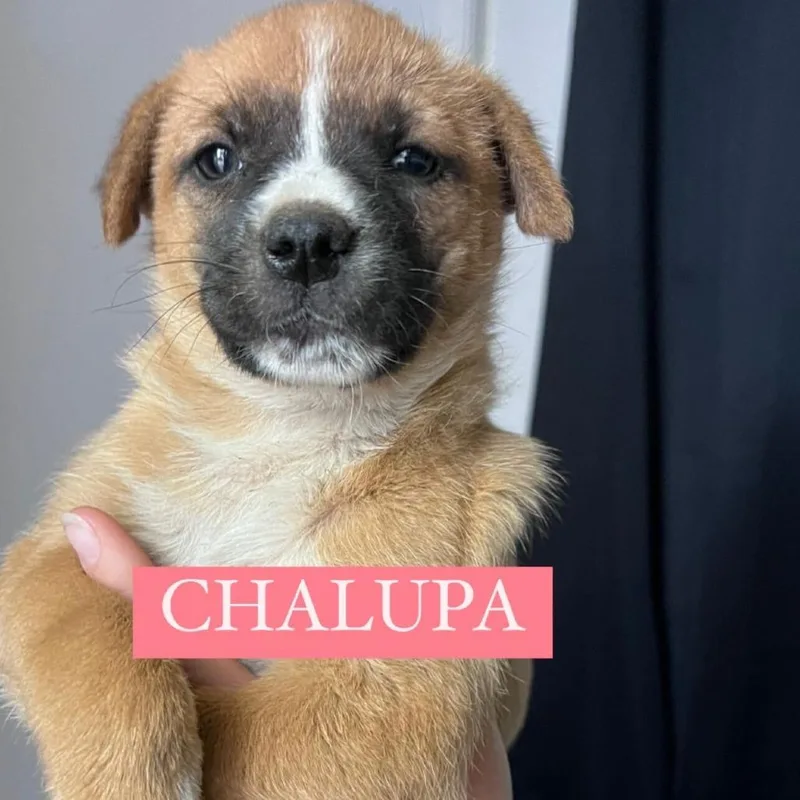 Chalupa thumbnail 3