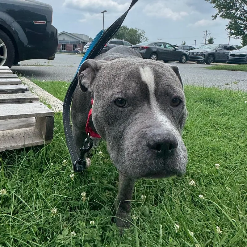 Rocco