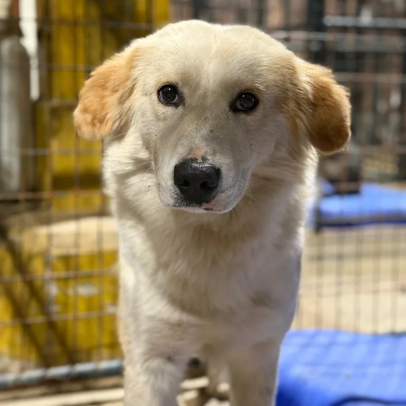 Mcchicken thumbnail 2