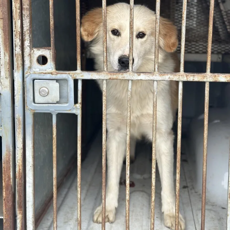 Mcchicken thumbnail 3