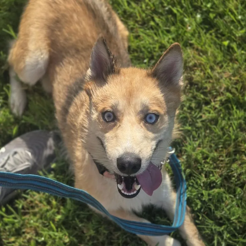 An adult medium-sized male Yellow / Tan / Blond / Fawn Husky dog named Kato for adoption in East Saint Louis, IL