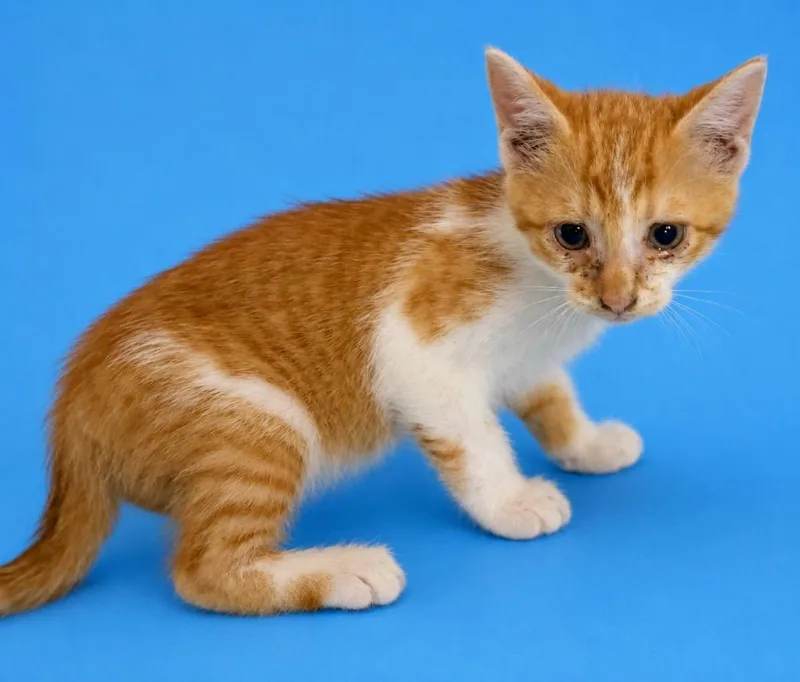 A baby medium-sized male Domestic Short Hair cat named Trevor for adoption in Wauchula, FL