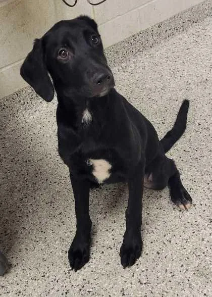 A baby medium-sized female Black Labrador Retriever dog named Glory for adoption in Kansas City, MO