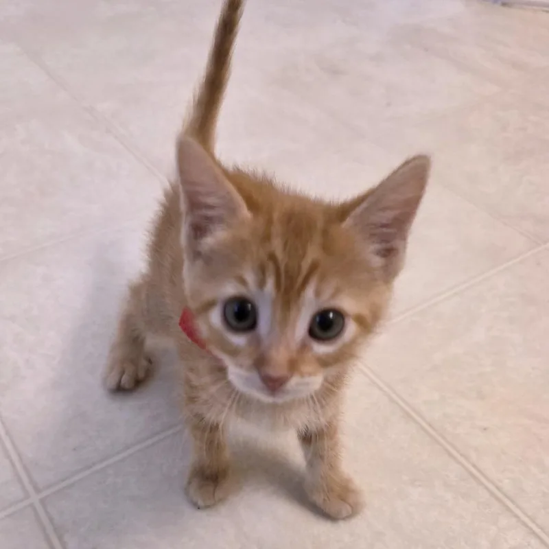 A baby small-sized male Orange / Red Domestic Short Hair cat named Lumberjack for adoption in Austin, TX