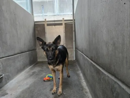 A young large-sized female German Shepherd Dog dog named Littles for adoption in San Pedro, CA