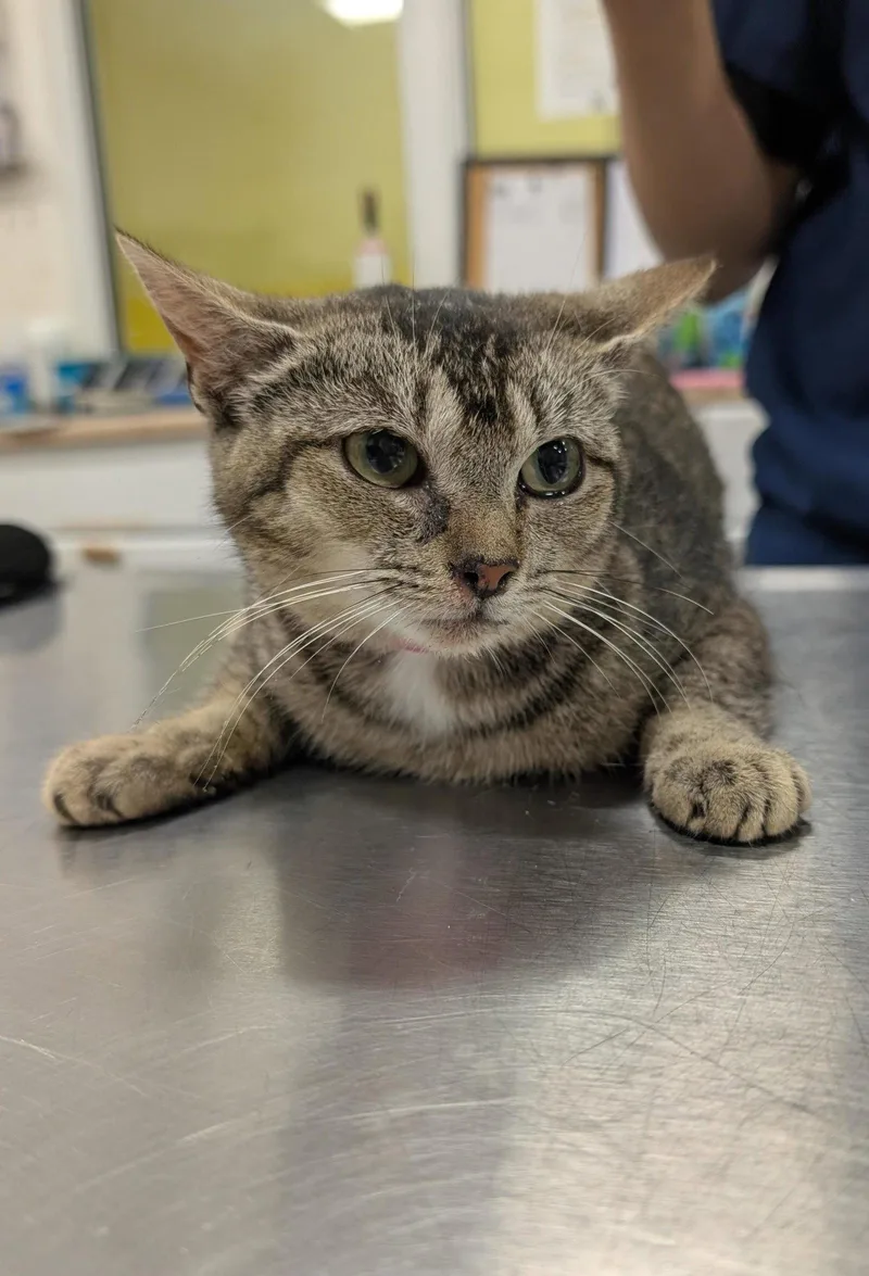 An adult medium-sized female Abyssinian cat named Angelica for adoption in Herndon, VA