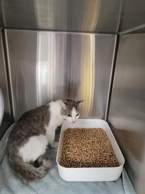 A young medium-sized male Domestic Short Hair cat named Stary for adoption in Huntsville, AL