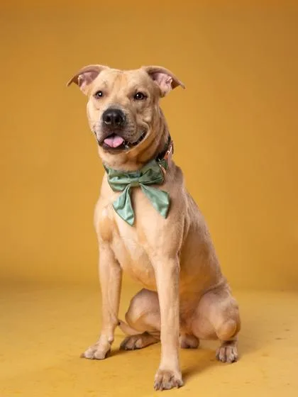 An adult large-sized male Mixed Breed dog named Crash for adoption in Atlanta, GA