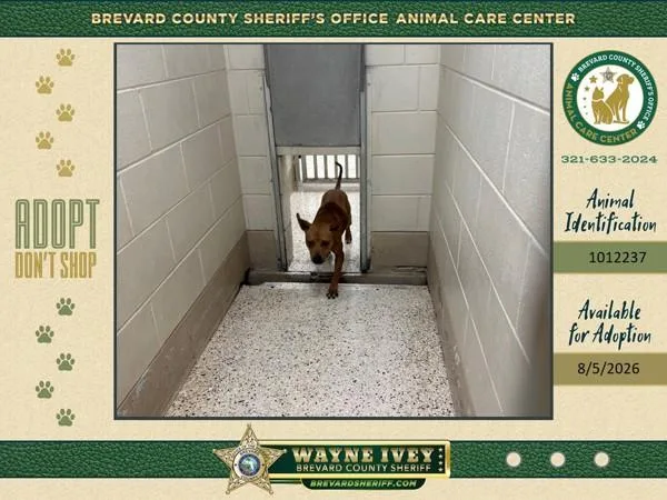 An adult medium-sized female Mixed Breed dog named Enid for adoption in Melbourne, FL