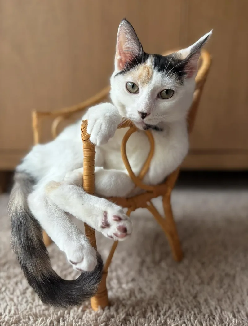 A young medium-sized female Calico cat named Kiki for adoption in Wilmington, NC