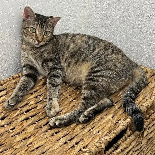 A young medium-sized female Brown / Chocolate Tabby cat named Megan The Sweet for adoption in Friendswood, TX
