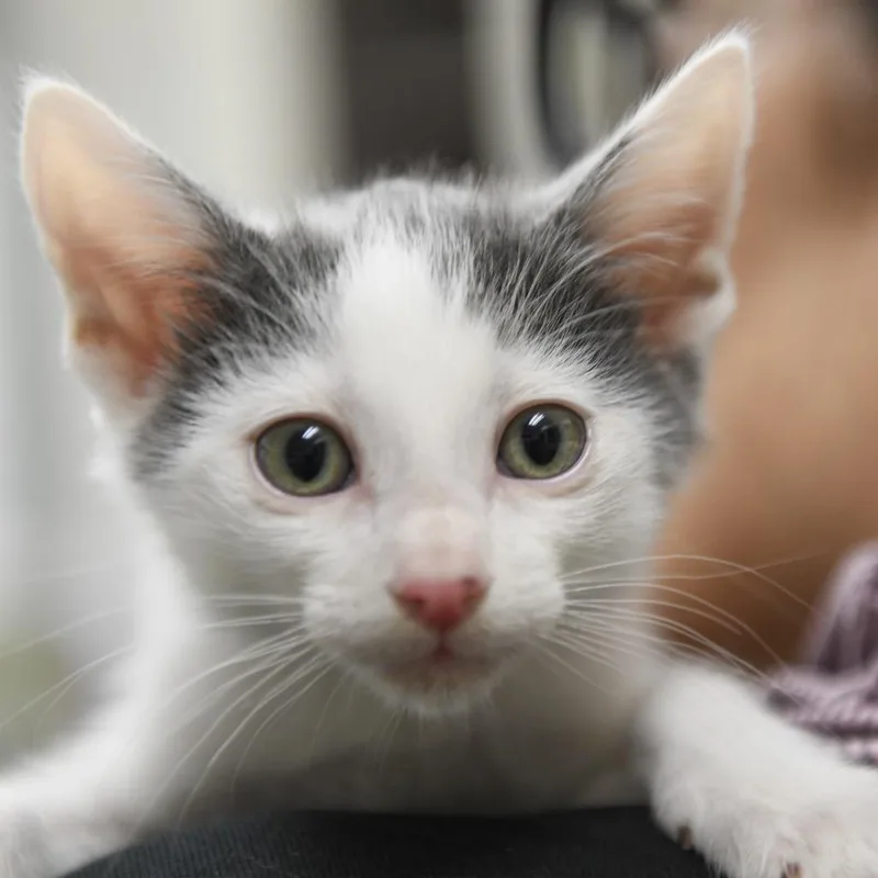 A baby small-sized male White Domestic Short Hair cat named Genghis for adoption in Redwood City, CA