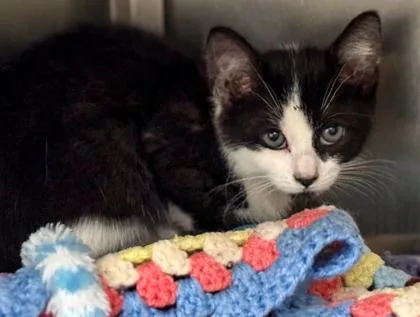 A baby small-sized male Domestic Short Hair cat named Luck for adoption in Baraboo, WI